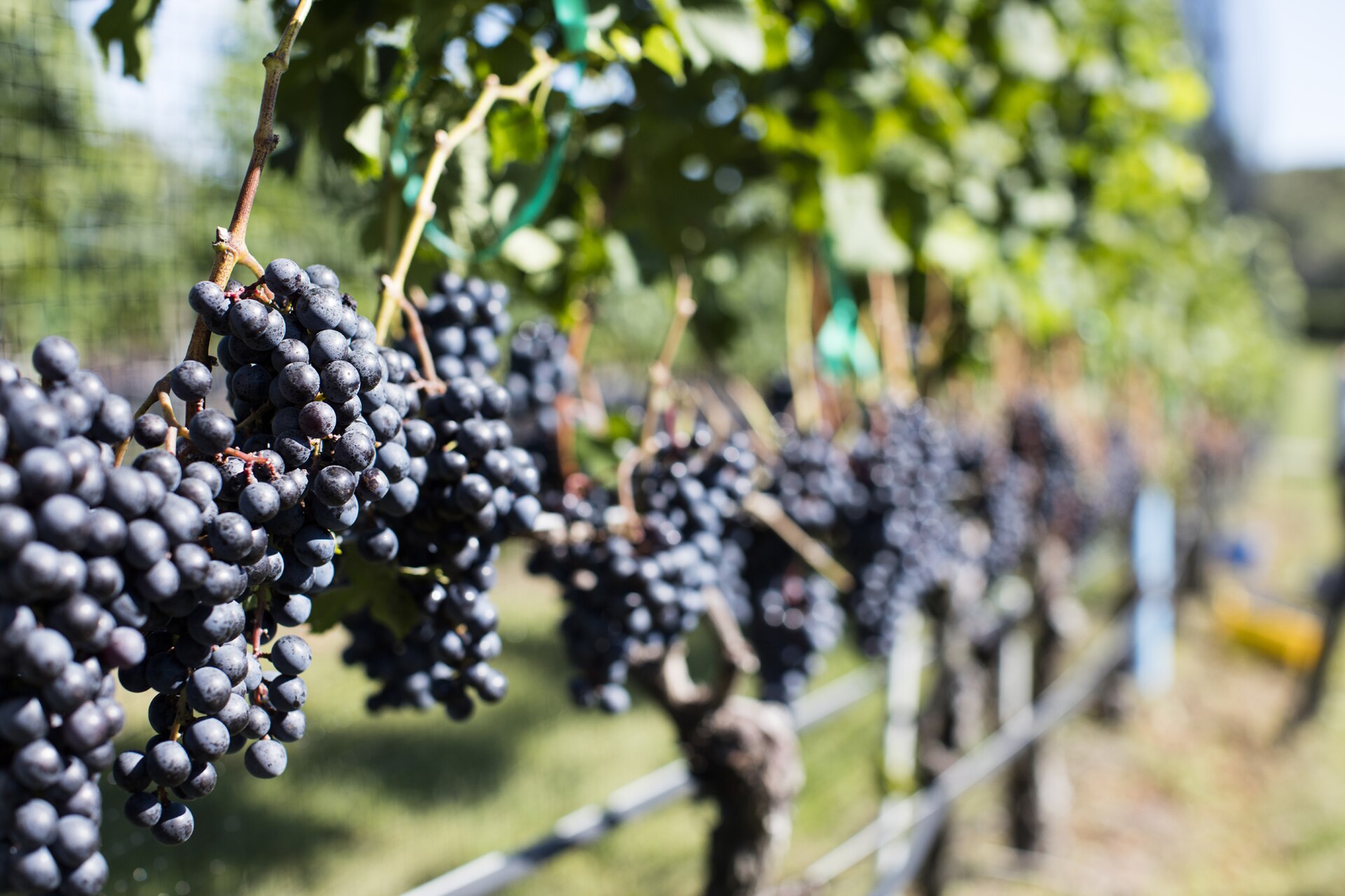 Bunches of dark wine grapes ripening on the vine in a Baja California vineyard.