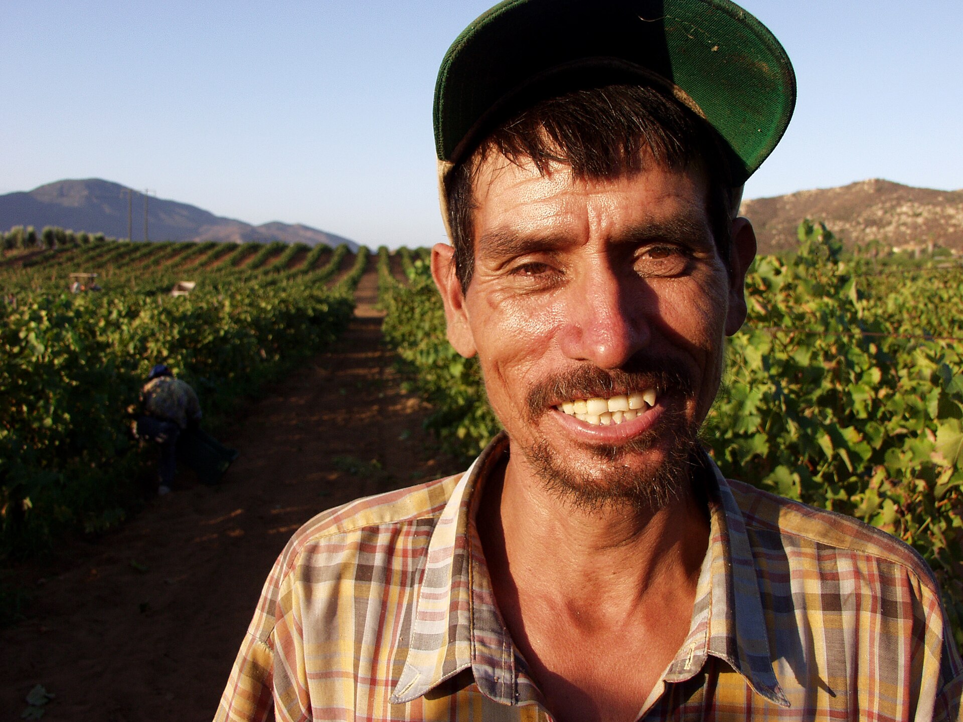 A vineyard worker among the vines at harvest time in Baja California wine country.